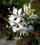 : - Stenosiphon linifolius