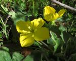 : - Camissonia ovata