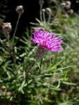 : - Vernonia lindheimeri