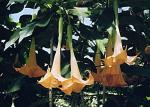 Bunte Engelstrompete
- Brugmansia versicolor