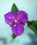 : - Callisia navicularis