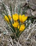 Kleiner Krokus - Crocus chrysanthus
