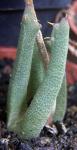 : - Cheiridopsis velox