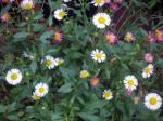 Mexikanisches Berufkraut - Erigeron karvinskianus