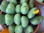: - Conophytum meyeri