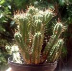 : - Euphorbia submamillaris