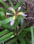 Übelriechende Schwertlilie-Iris foetidissima