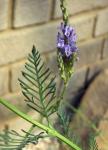 : - Lavandula canariensis