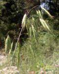 Sparrige Trespe-Bromus squarrosus