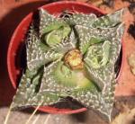 : - Faucaria felina subsp. tuberculosa