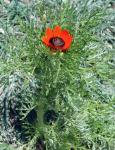 Feuerrose - Adonis aestivalis