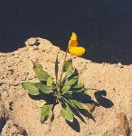 : - Calceolaria polyrrhiza