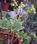 Castello-Paiva-Aeonium - Aeonium castello-paivae