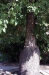 Gelbe Rosskastanie - Aesculus flava