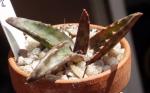 :-Aloe fragilis