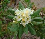 : - Cantua quercifolia