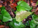 : - Asplenium lastii