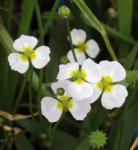 Igelschlauch - Baldellia ranunculoides