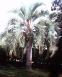 Geleepalme - Butia capitata