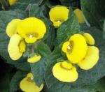 Garten-Pantoffelblume - Calceolaria integrifolia
