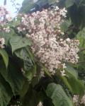 : - Catalpa bignonioides