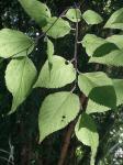 : - Celtis tetrandra