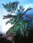 : - Chamaedorea seifrizii