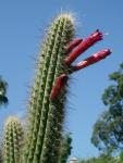 : - Oreocereus celsianus