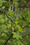 Gemeiner Erbsenstrauch - Caragana arborescens