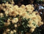 Perückenstrauch - Cotinus coggygria