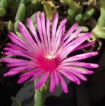 Purpurne Eisblume - Delosperma cooperi