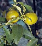 Marumi-Kumquat - Fortunella japonica