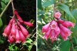 Mexikanischer Hammerstrauch
 - Cestrum elegans