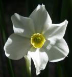 Weiße Narzisse-Narcissus poeticus