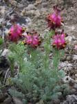 Ährentragende Breitfrucht - Platycapnos spicata