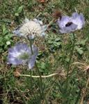Kaukasus-Skabiose - Scabiosa caucasica