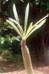 : - Kleinia neriifolia