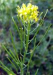 Glanz-Rauke - Sisymbrium irio