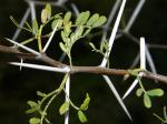 Schreckliche Akazie - Vachellia karroo