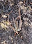 :-Aloe isaloensis
