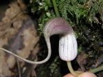 : - Arisarum proboscideum