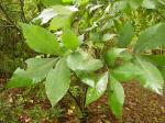 Schuppenrinden-Hickorynuss - Carya ovata