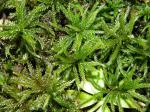 : - Climacium americanum