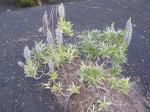 Webbs Natterkopf
- Echium webbii