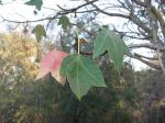 : - Jatropha mahafalensis