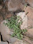 : - Lavandula antineae