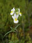 : - Nemesia fruticans