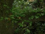 Säge-Tüpfelfarn - Polypodium cambricum