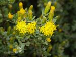 : - Pteronia glomerata