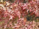 Roteiche - Quercus rubra